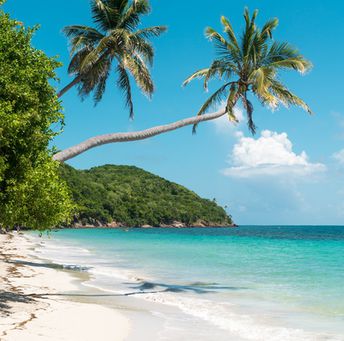Colombia, Providencia island, Manzanillo beach, palm tree over water