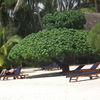 Острова Кука, атолл Аитутаки, дерево на пляже отеля Эту Моана