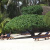 Cook Islands, Aitutaki atoll, Etu Moana hotel beach tree