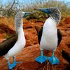 Galapagos islands, blue-footed booby