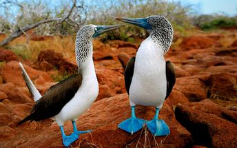 Galapagos islands, blue-footed booby