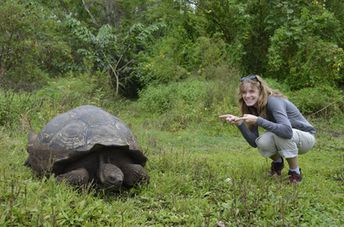 Galapagos islands, Santa Cruz island, big tortoise