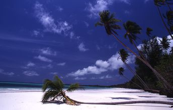 Indonesia, Kai Kecil island, fallen palm