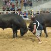 Japan, Amami, Tokunoshima island, bull sumo