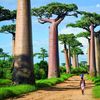 Madagascar island, Morondava, Avenue of the Baobabs