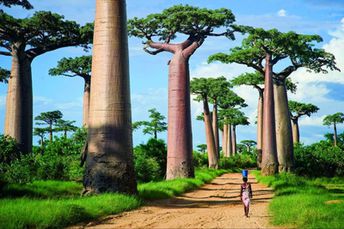 Madagascar island, Morondava, Avenue of the Baobabs