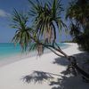 Maldives, Baa Atoll, Fulhadhoo island, beach tree