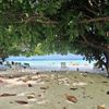 Maldives, Biyadhoo island, trees