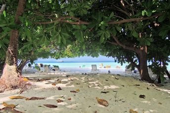 Maldives, Biyadhoo island, trees