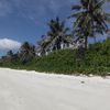 Maldives, North Male Atoll, Hulhumale island, beach palms