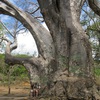 Mayotte island, Baobab at Musicale beach