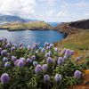 Portugal, Madeira islands, flowers