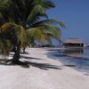 Belize, Ambergris Caye island, palm