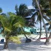 Belize, Ambergris Caye island, Tranquility Bay, palms