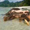 India, Andaman Islands, Havelock island, Elephant