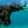 India, Andaman Islands, Havelock island, Elephant in water