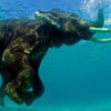 India, Andaman Islands, Havelock island, Elephant in water