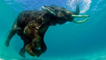 India, Andaman Islands, Havelock island, Elephant in water