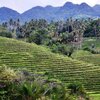 Philippines, Bohol island, rice terraces