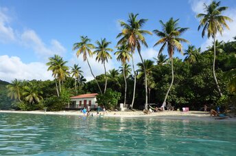 USVI, St. John island, Maho Bay beach, palms