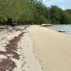 Palau, Peleliu island, algae