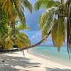 Seychelles, Desroches island, palm over water