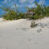 Bahamas, Cat Island, Pigeon Cay
