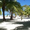 French Polynesia, Arutua Atoll, palms