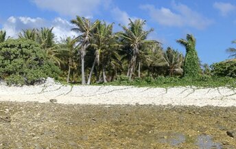 French Polynesia, Takapoto Atoll, palms