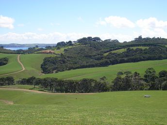 New Zealand, Waiheke island, fields