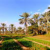 Saudi Arabia, Tarout island, field