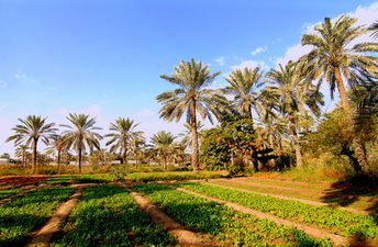 Saudi Arabia, Tarout island, field