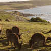 Australia, Kangaroo island