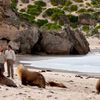 Australia, Kangaroo island, seals