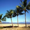 Australia, Townsville, Magnetic island, palms