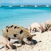 Багамы, о-ва Эксума-Кэйс, Свинячий пляж