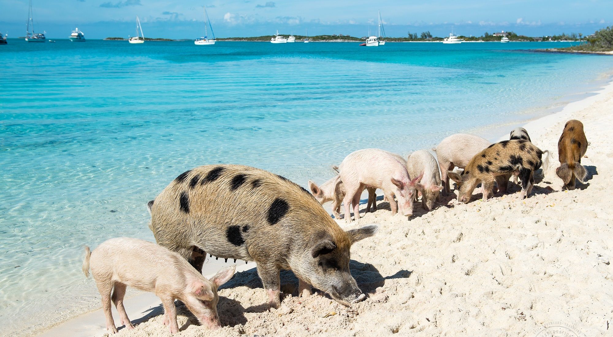 Багамы, о-ва Эксума-Кэйс, Свинячий пляж.