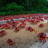 Christmas isl, Red Crab Migration, road