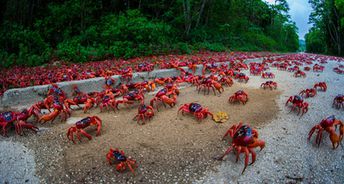 Christmas isl, Red Crab Migration, road