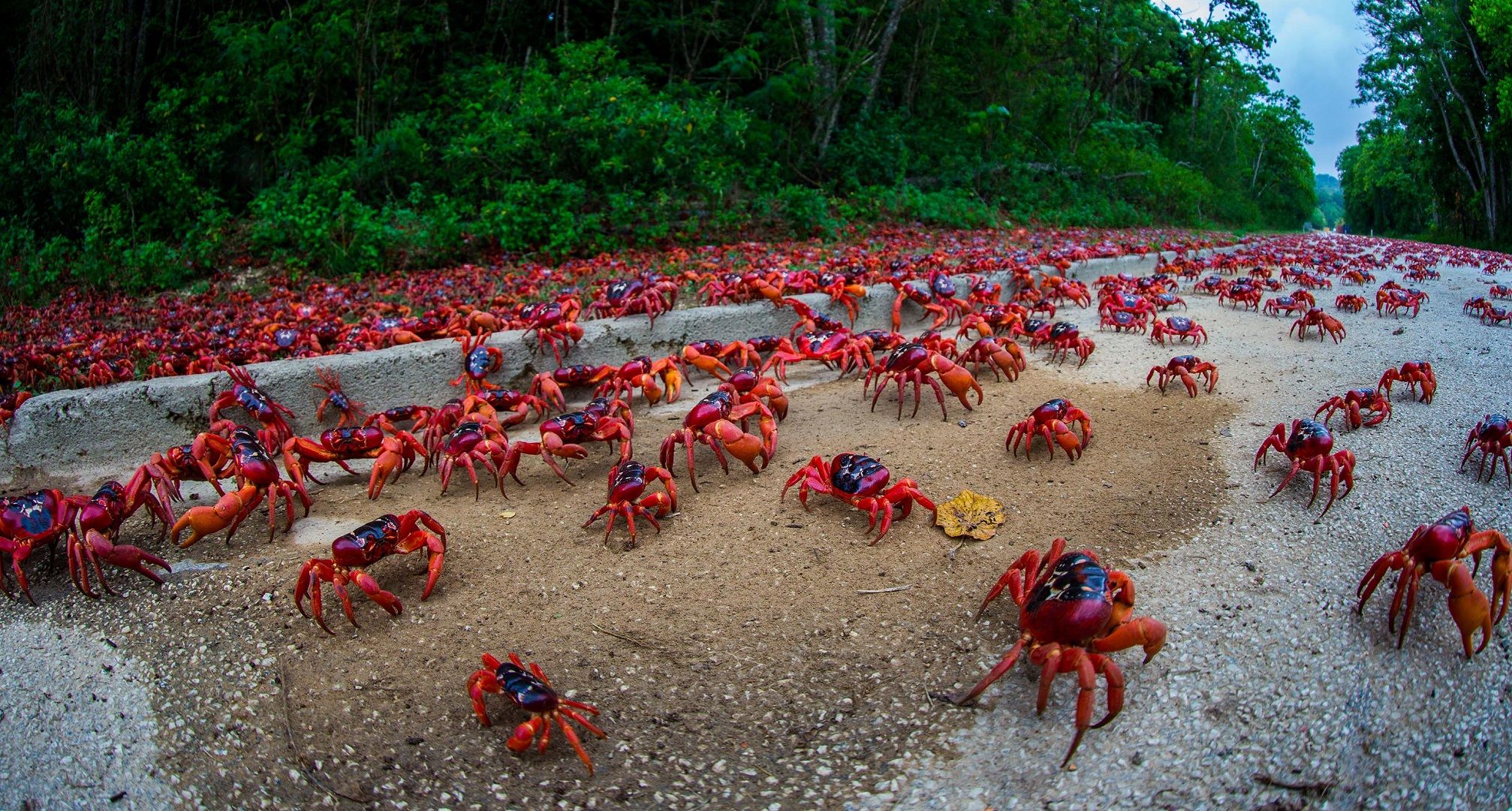 Christmas Island Ultimate guide (January 2025)