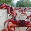 Christmas Island, Red Crab Migration