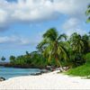 Коморские острова, Остров Гранд Комор, пальма на пляже