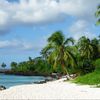 Comoros, Grande Comore island, beach palm