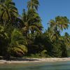Fiji, Kadavu islands, beach, palms