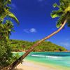 Фиджи, Остров Ротума, пляж, пальма