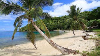 Fiji, Taveuni island, beach, palms