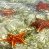 Grand Cayman island, Starfish Point beach