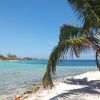 Honduras, Utila island, beach, palm