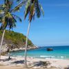 Thailand, Koh Tao island, beach, palm