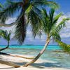 Tuvalu, palms over water